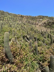Trichocereus chiloensis litoralis