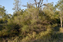 Erythroxylum australe