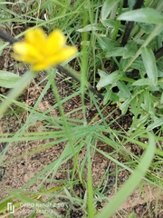 Cyperus sphaerocephalus