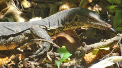 Varanus salvator bivittatus