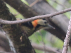 Dryobates cathpharius