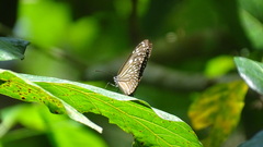 Euploea mulciber basilissa