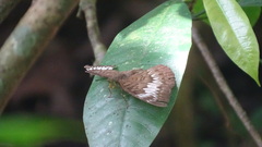 Tanaecia pelea