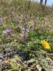 Lupinus microcarpus
