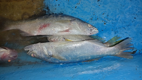 Queen corvina (Cynoscion albus) — Sciaenidae — 4