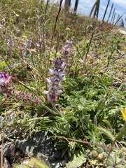 Lupinus microcarpus