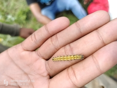 Spodoptera littoralis