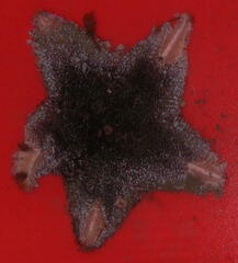 Pterasteridae