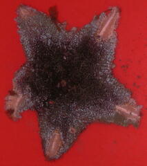Pterasteridae