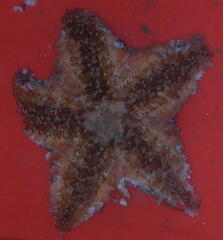 Pterasteridae