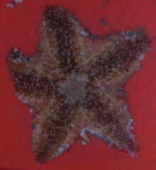 Pterasteridae