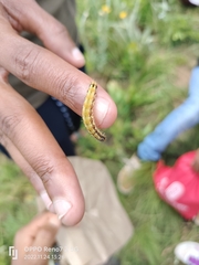 Spodoptera littoralis