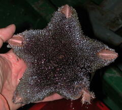 Pterasteridae