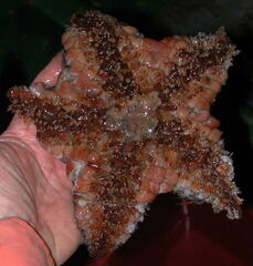 Pterasteridae