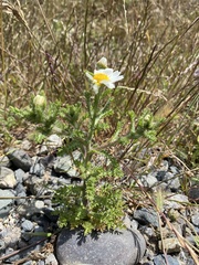 Glebionis coronaria