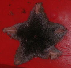 Pterasteridae