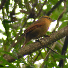 Anabacerthia lichtensteini