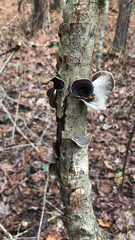 Auricularia cornea
