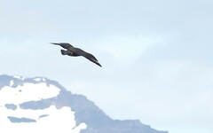 Stercorarius chilensis