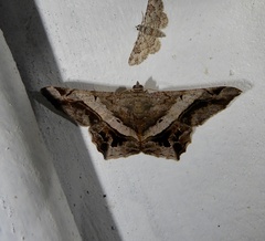 Chiasmia nora