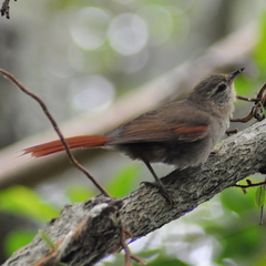 Cranioleuca obsoleta