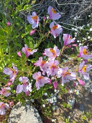 Alstroemeria magnifica