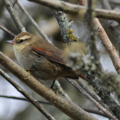 Cranioleuca pyrrhophia