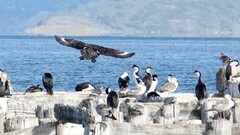 Stercorarius chilensis