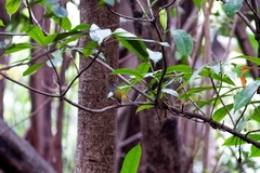 Culicicapa ceylonensis