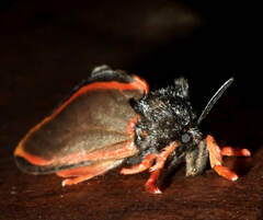 Edebessa circumcincta