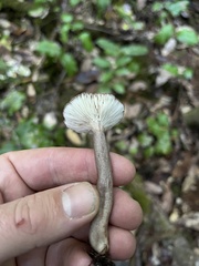 Lactarius pseudomucidus