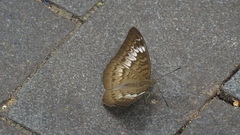 Tanaecia pelea