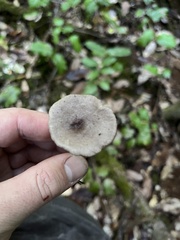 Lactarius pseudomucidus