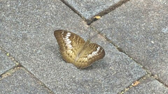 Tanaecia pelea