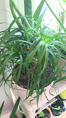 Beaucarnea recurvata