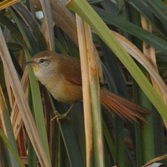 Limnoctites sulphuriferus