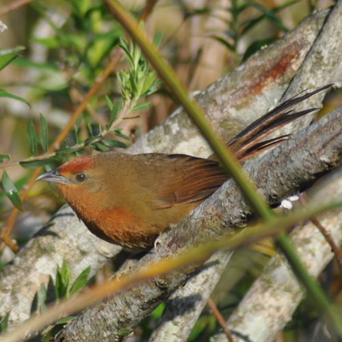 Orange-breasted Thornbird (Phacellodomus ferrugineigula), photo 6