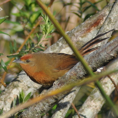 Phacellodomus ferrugineigula