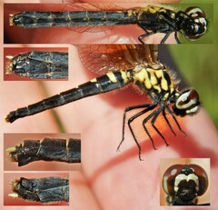 Nannothemis bella