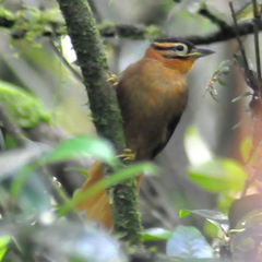 Philydor atricapillus