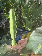 Acanthocereus tetragonus