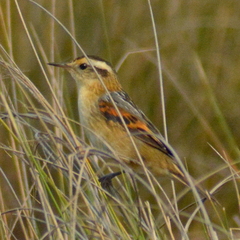 Phleocryptes melanops