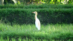 Bubulcus ibis coromandus