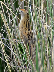 Spartonoica maluroides