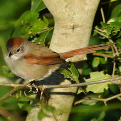 Synallaxis frontalis