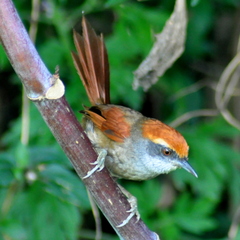 Synallaxis ruficapilla