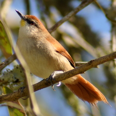 Certhiaxis cinnamomeus