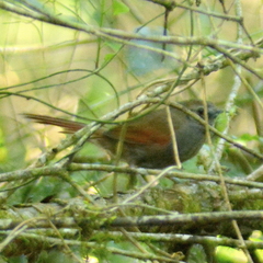 Synallaxis cinerascens