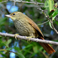 Syndactyla rufosuperciliata