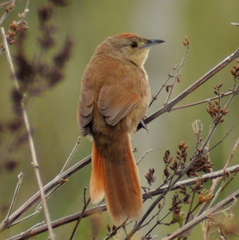 Phacellodomus striaticollis